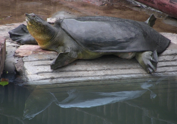 Fotografie zachycuje samici, u které v Su-čou proběhlo umělé oplodnění. Foto: Gerald Kuchling/Turtle Survival Alliance